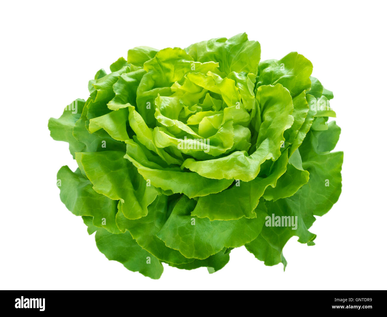 Green lettuce salad head isolated on white Stock Photo