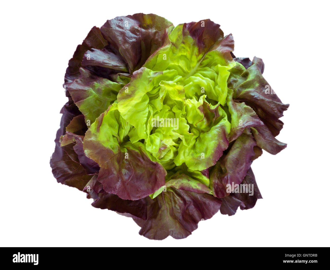 Purple green lettuce salad head top view isolated on white Stock Photo