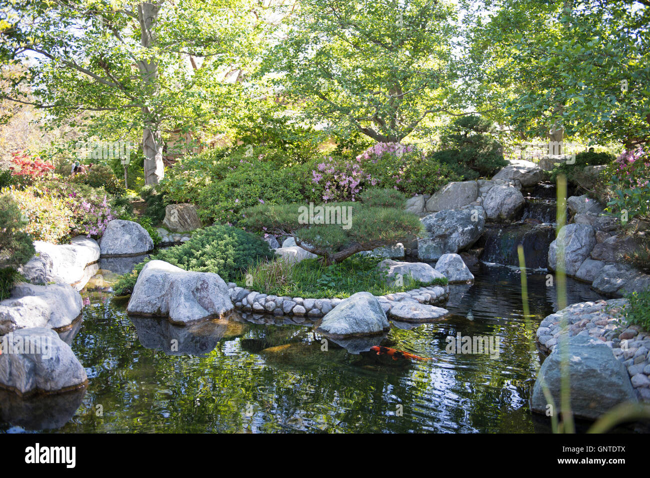 Koi Pond in Japanese Garden, Japanese Friendship Garden, San Diego, California Stock Photo