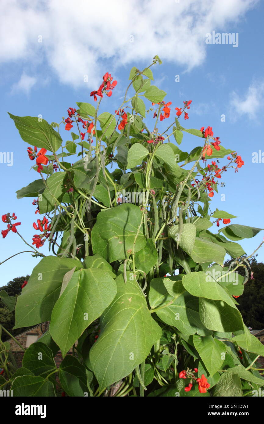 Flowers and beans on a supported runner bean plant (phaseolus coccineus) growing in a traditional English kitchen garden Stock Photo