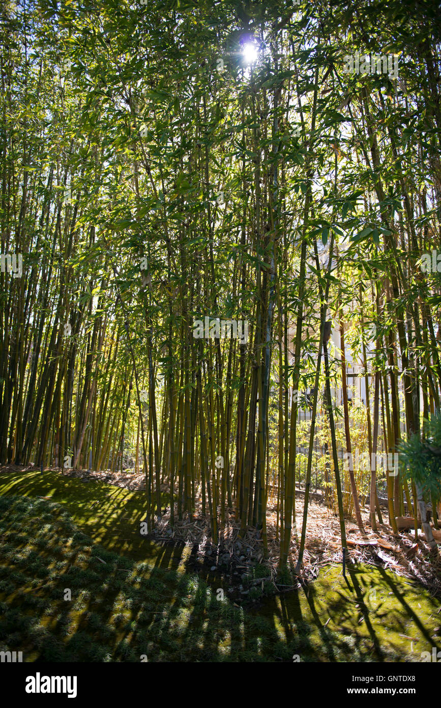 Sun Shining Through Bamboo Grove in Japanese Garden, Japanese Friendship Garden, San Diego, California Stock Photo