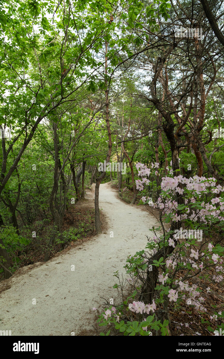 Footpath at a lush forest at the Bukhansan National Park in Seoul, South Korea. Stock Photo