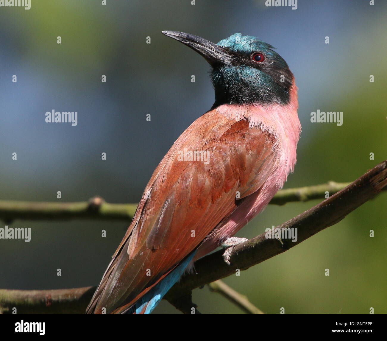 Male African Northern Carmine bee-eater a.k.a. Nubian bee eater (Merops ...