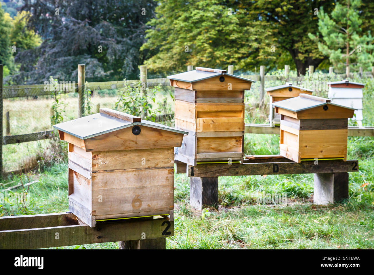Beekeeping: several modern wooden beehives, encouraging bees for pollination and honey production Stock Photo