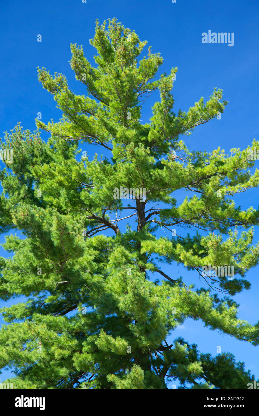 White pine, Quinsigamond State Park, Worcester, Massachusetts Stock Photo