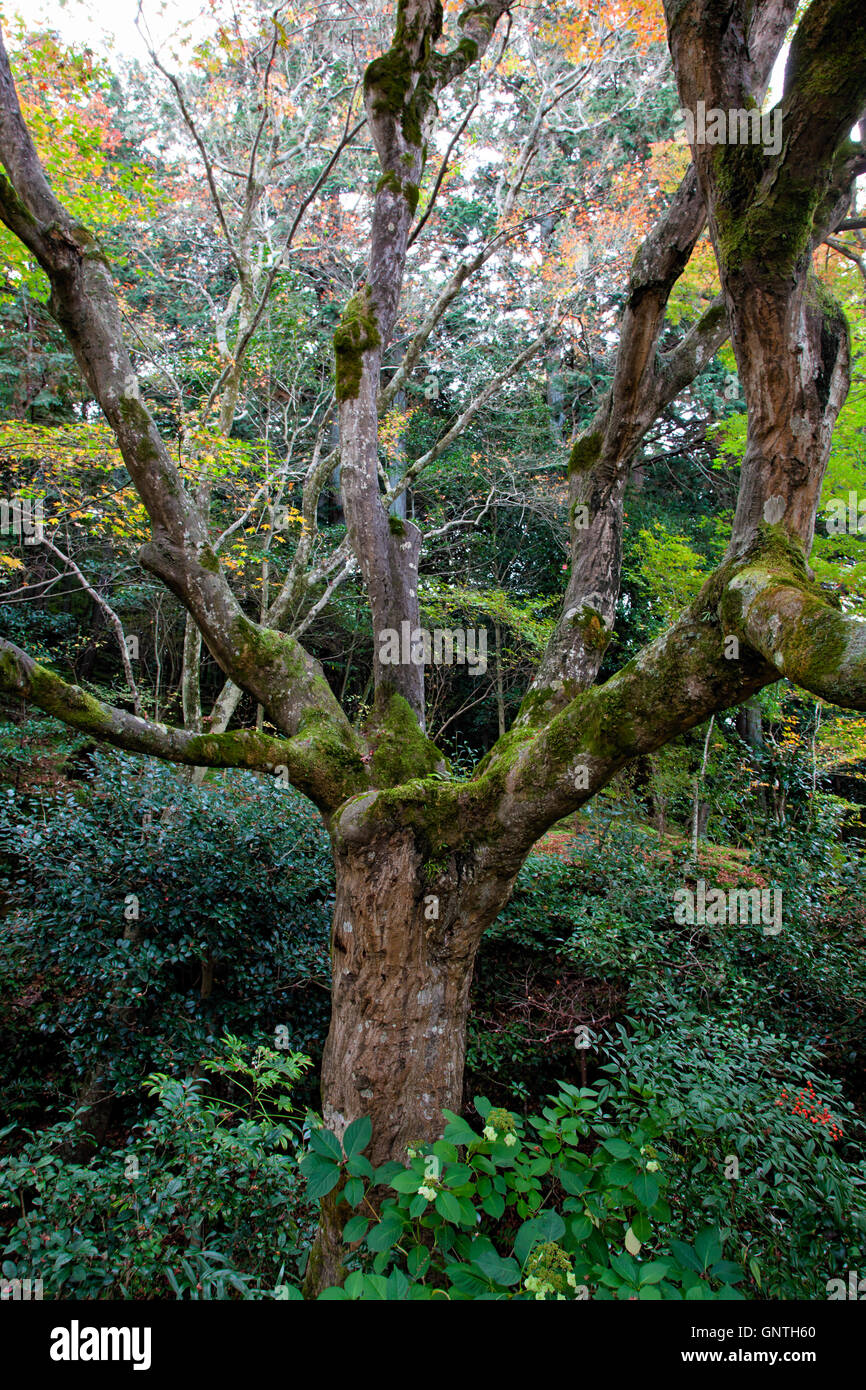 humid tree with moss during autumn in a forest Stock Photo