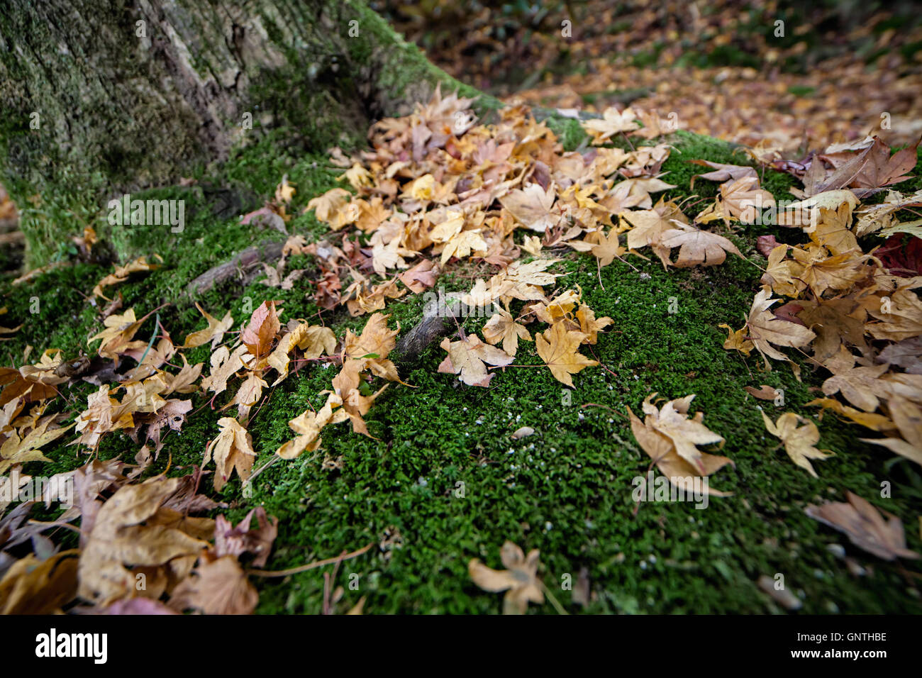 Green moss leaves on ground hi-res stock photography and images - Alamy