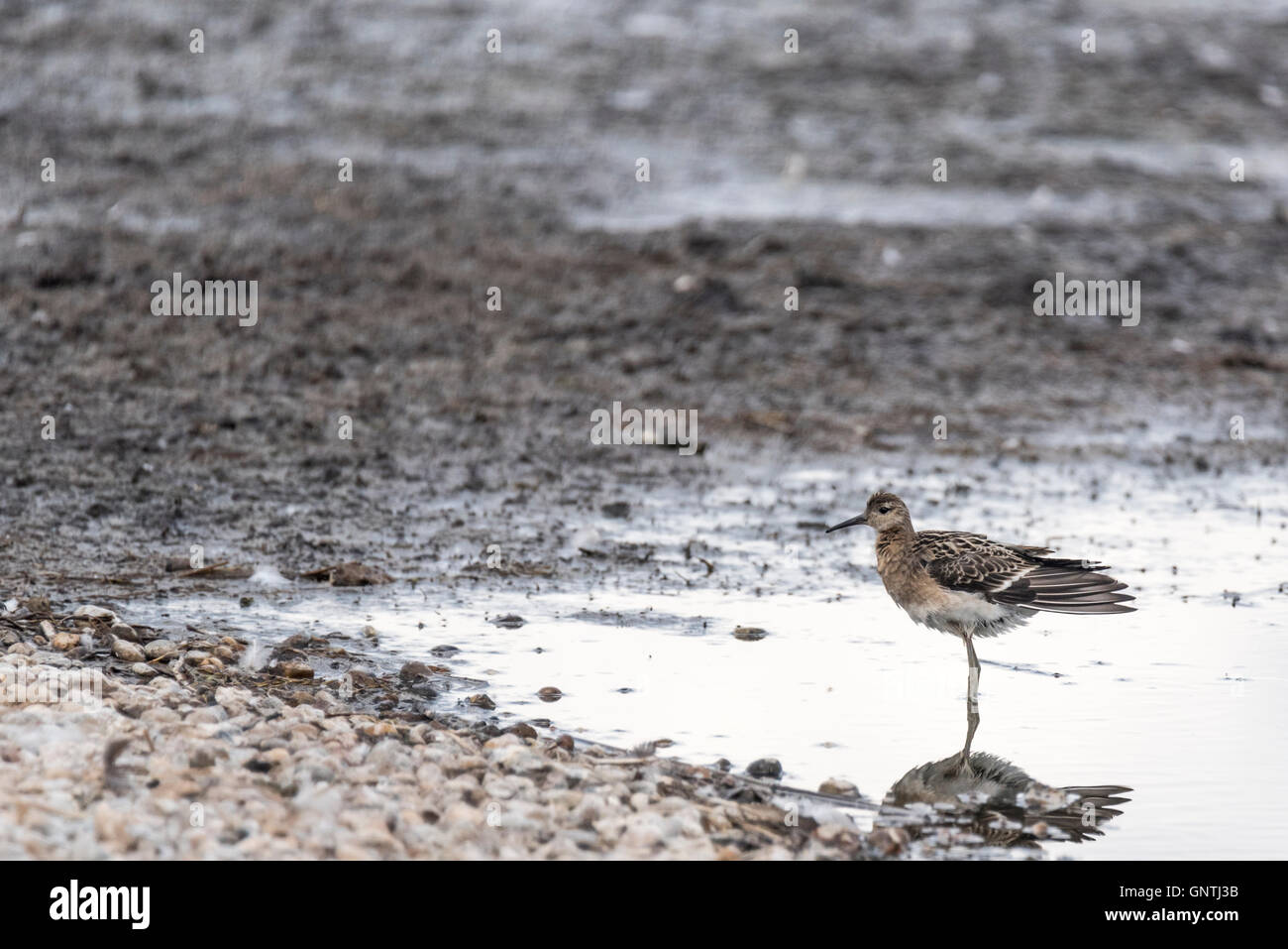 A Ruff standing in water with mud flats behind.  An example of the 'rule of thirds' compositional concept Stock Photo