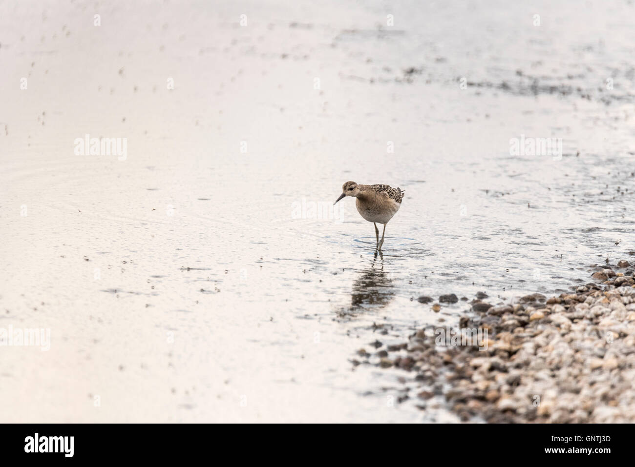 A Ruff foraging in shallow water Stock Photo