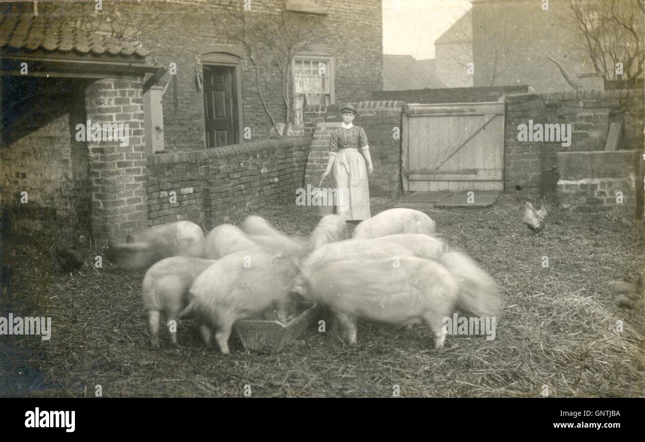 Portrait of farm girl feeding pigs Stock Photo