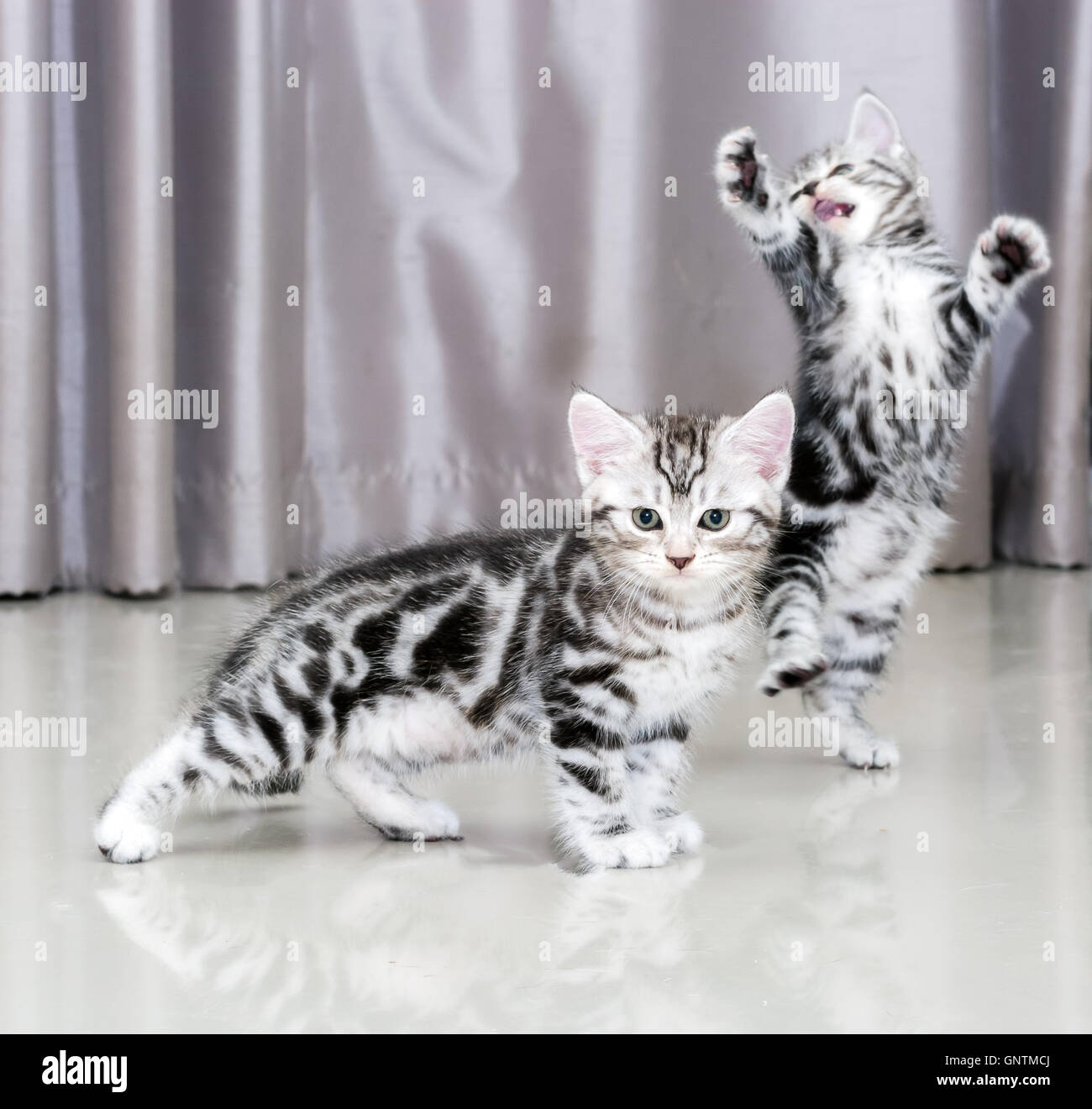 Cute American shorthair cat kitten Stock Photo