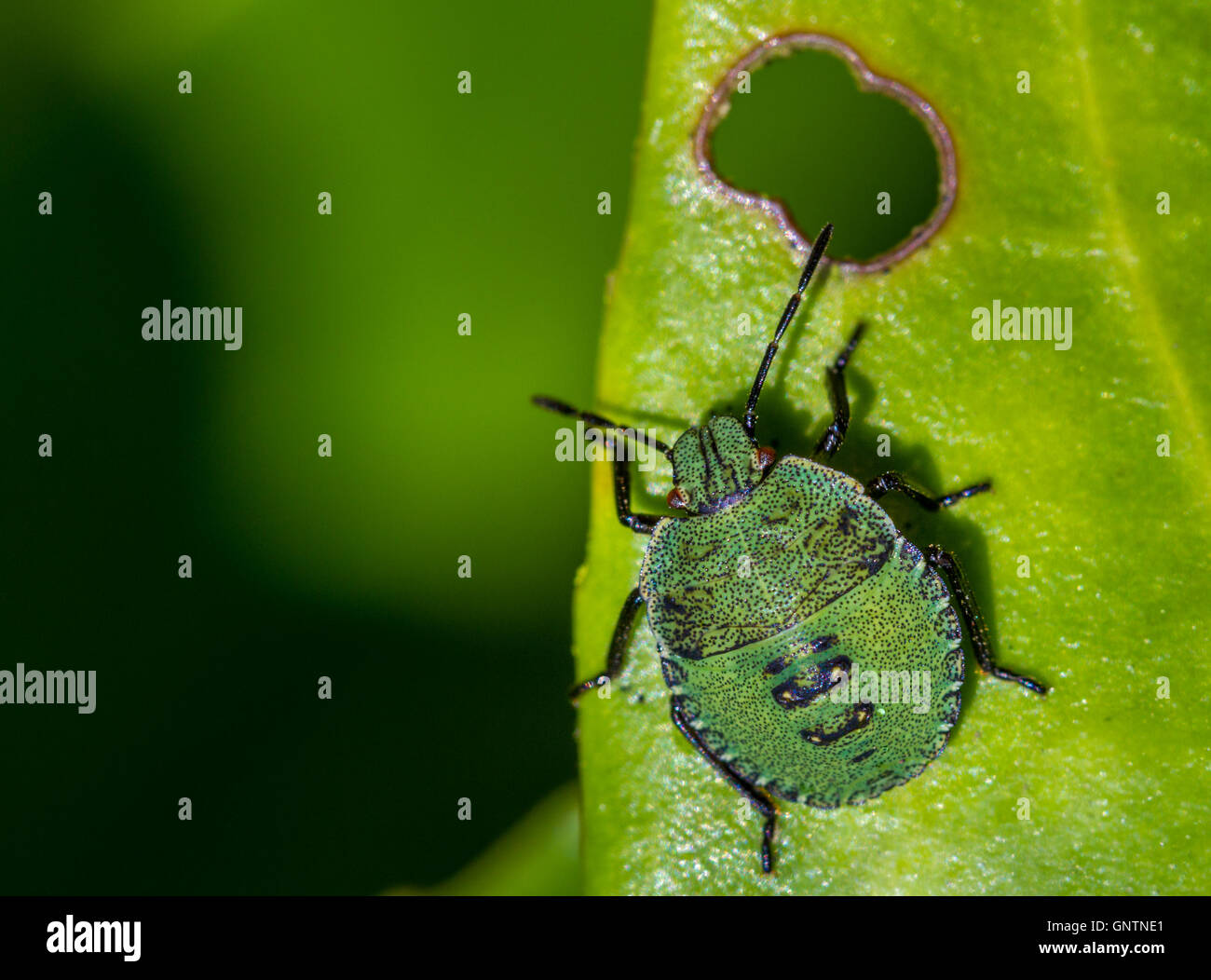 Common green sheildbug in its third instar, Yorkshire, UK Stock Photo