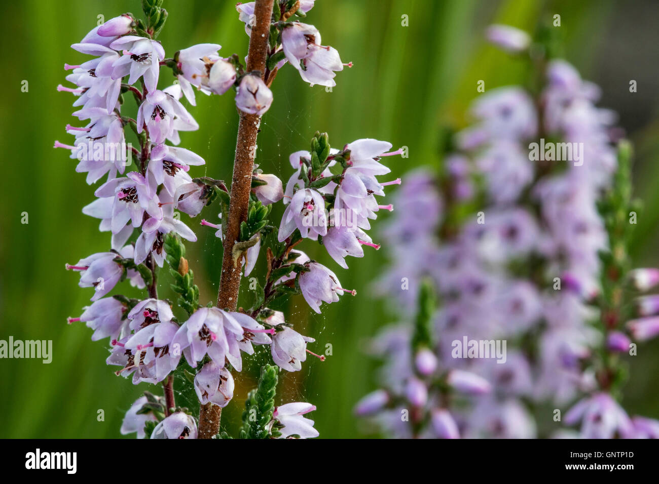 Close up of common heather / Scotch heather / ling (Calluna vulgaris) flowering in heathland in summer Stock Photo