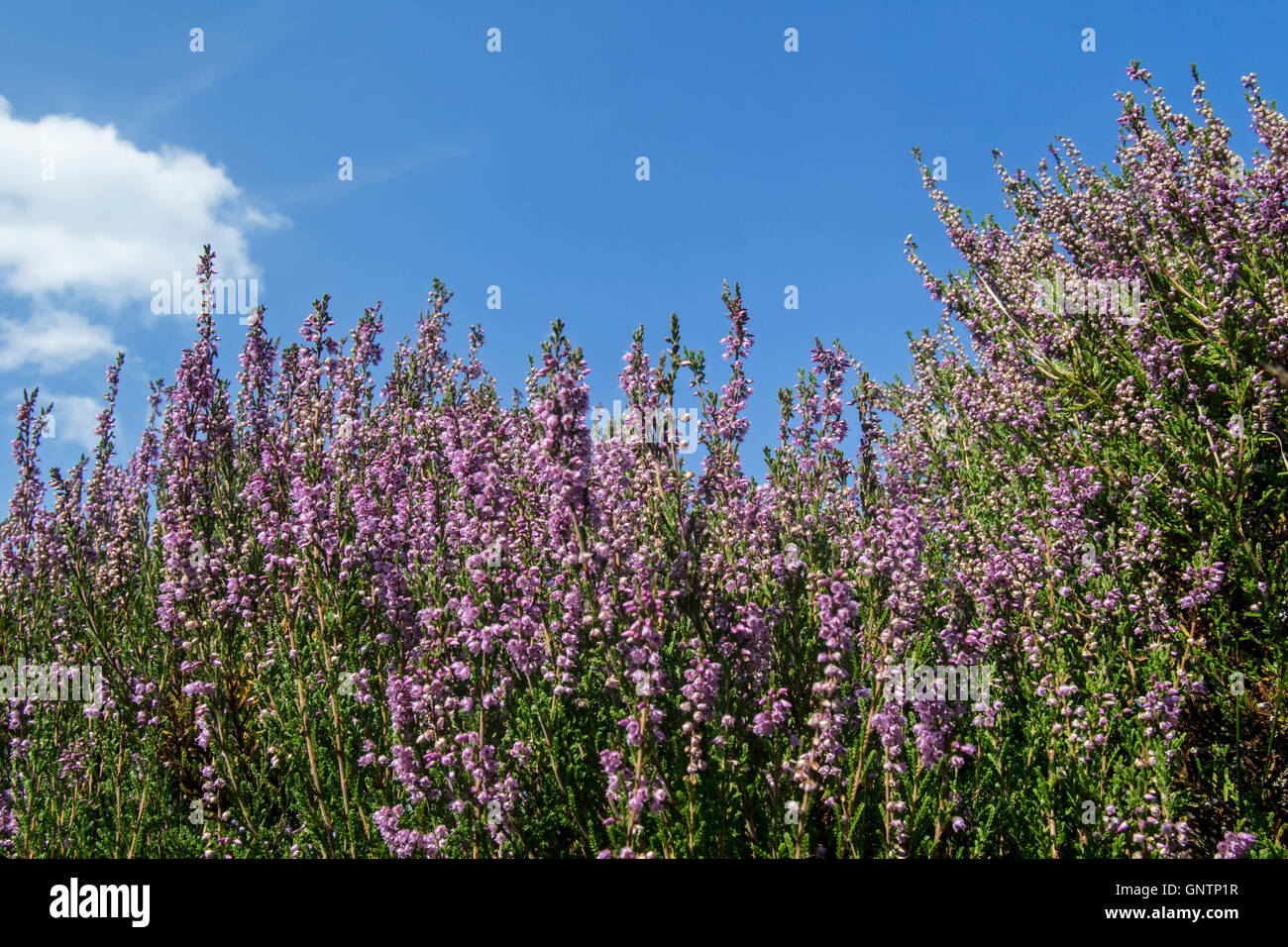 Worm's eye view of common heather / Scotch heather / ling (Calluna vulgaris) flowering in heathland in summer Stock Photo