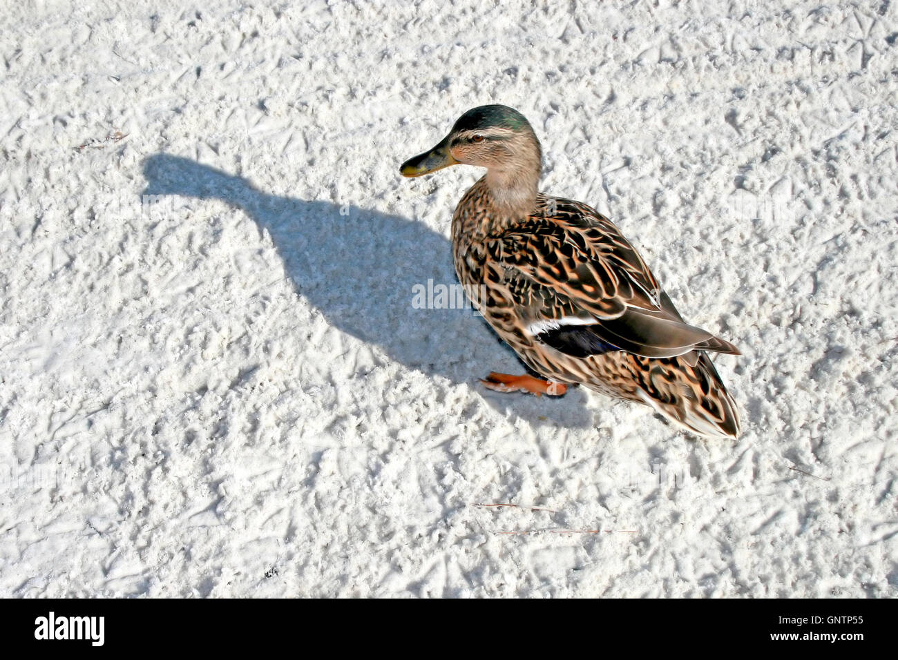 Duck with shadow standing on the sand Stock Photo - Alamy