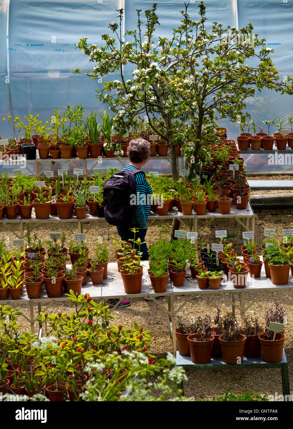 Garden centre shopper looking at plants hi-res stock photography and ...