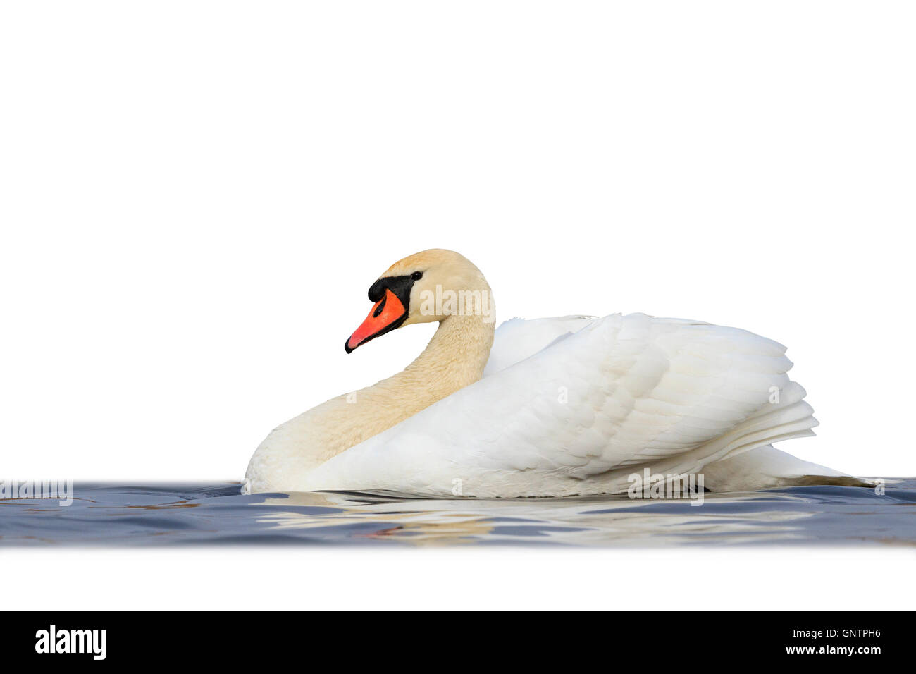 Mute swan floating on blue water isolated  white Stock Photo