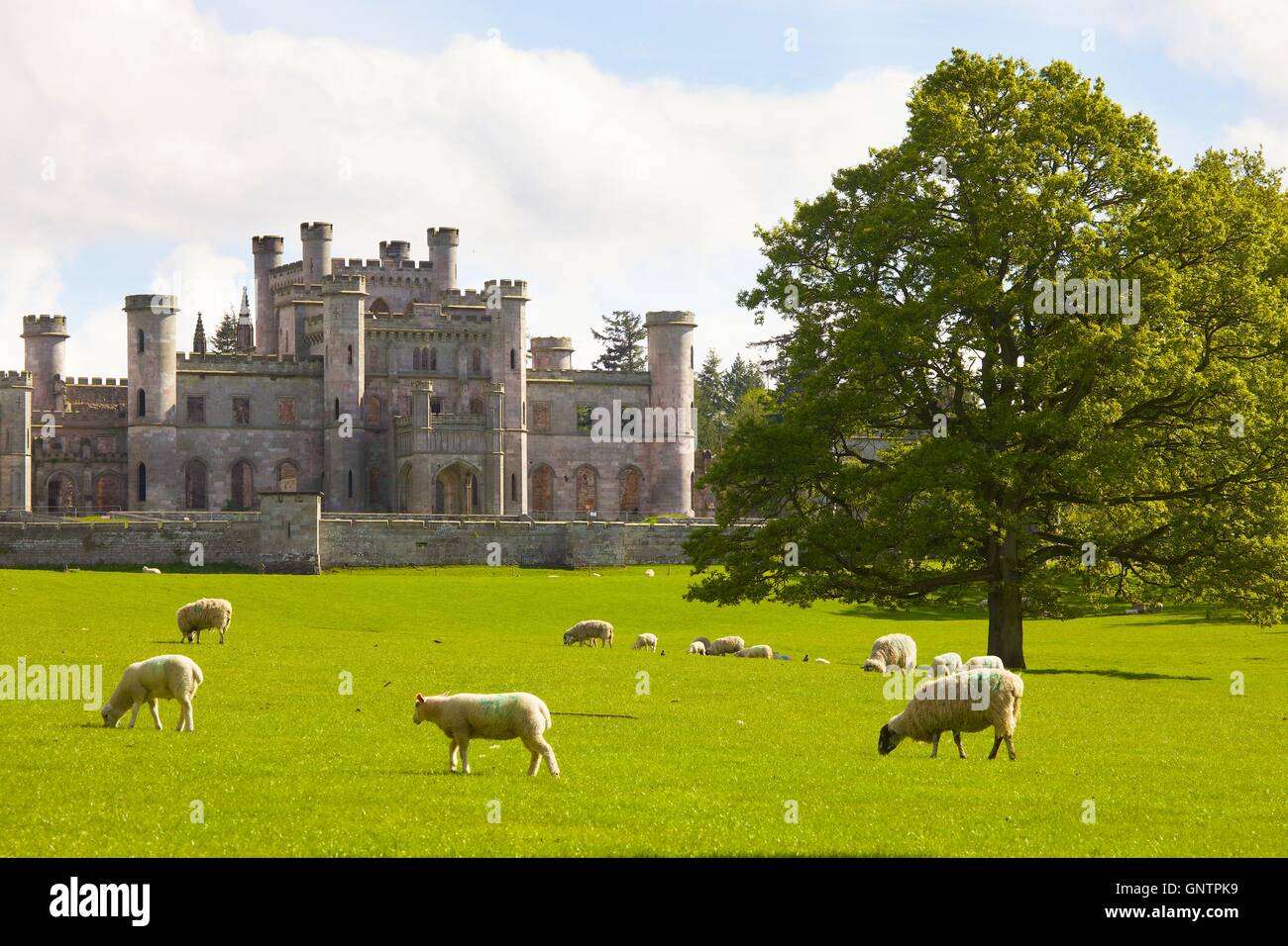 Lowther Castle ruins. Lowther Castle ruins. Sheep grazing in park land in front of ruin. Lowther, Askham, Penrith, Cumbria, UK. Stock Photo