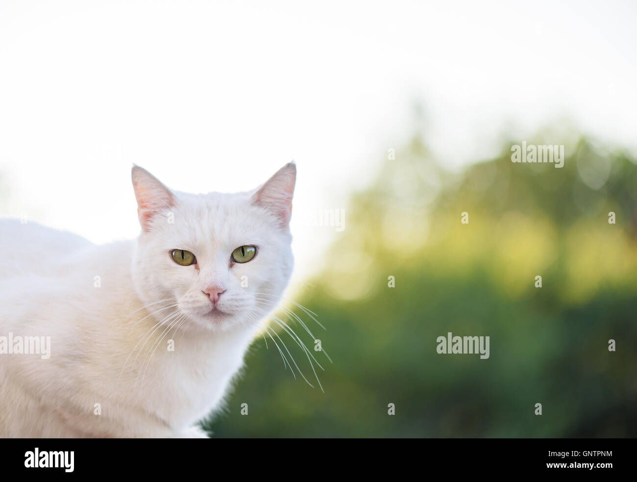 White cat with green eyes looking towards camera Stock Photo