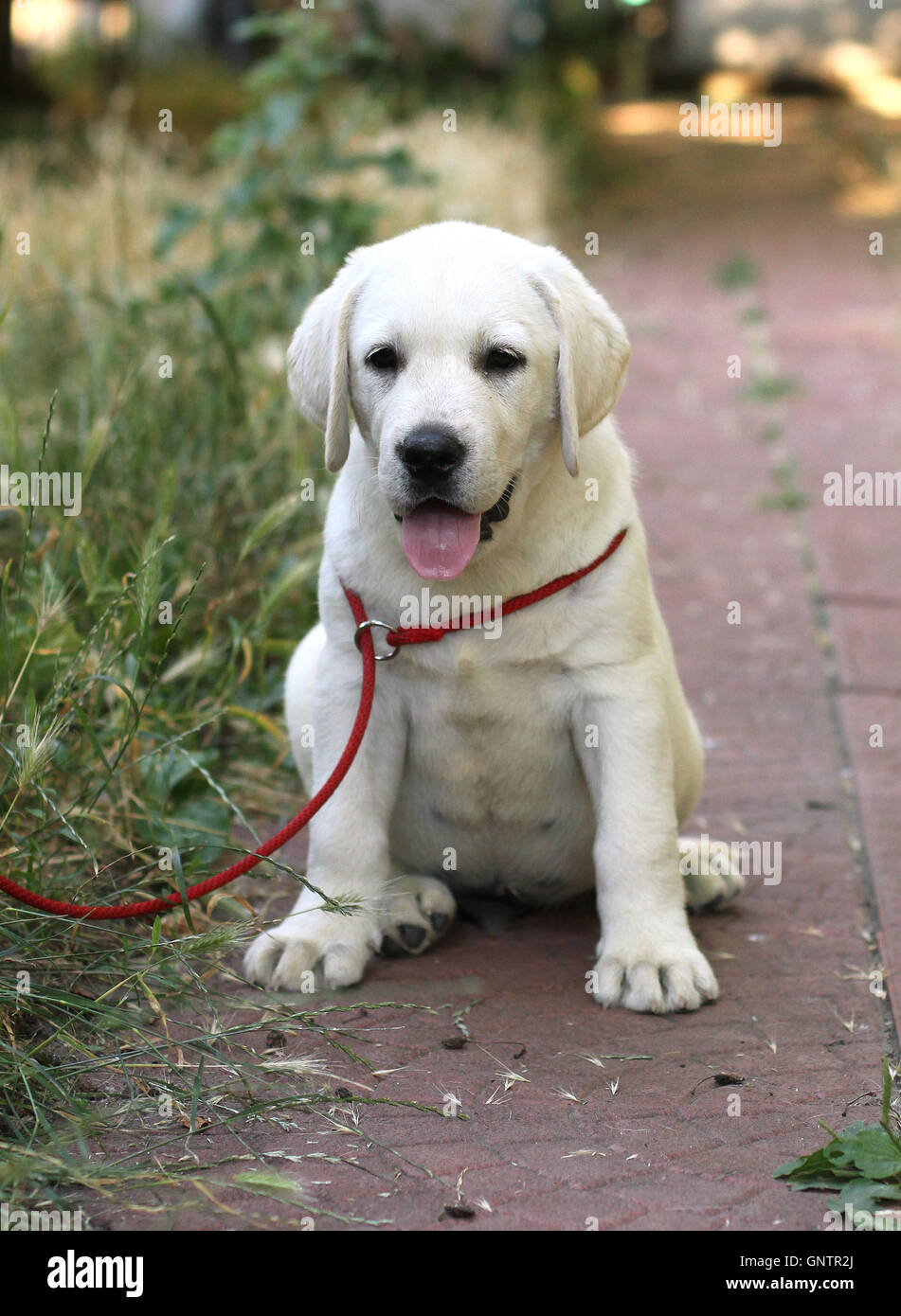 little cute yellow labrador puppy sitting n the garden Stock Photo - Alamy