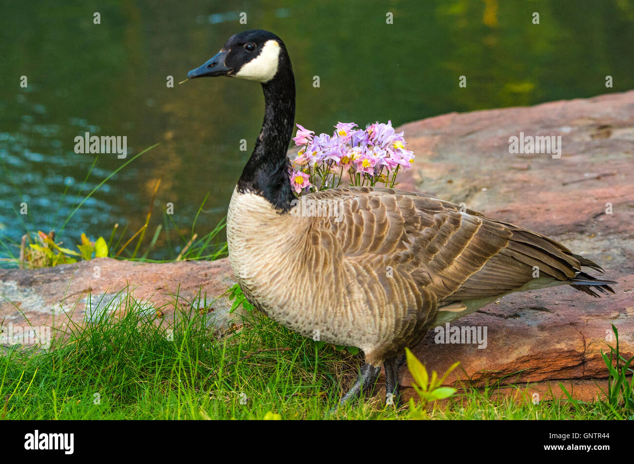 Canadian goose in usa cheap
