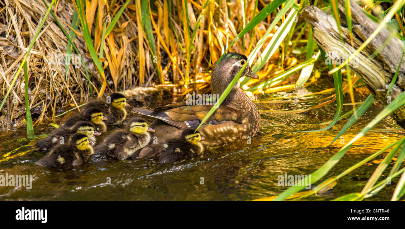 New Born Wood Duck chicks and Hen swimming in a stream. Idaho, USA Stock Photo