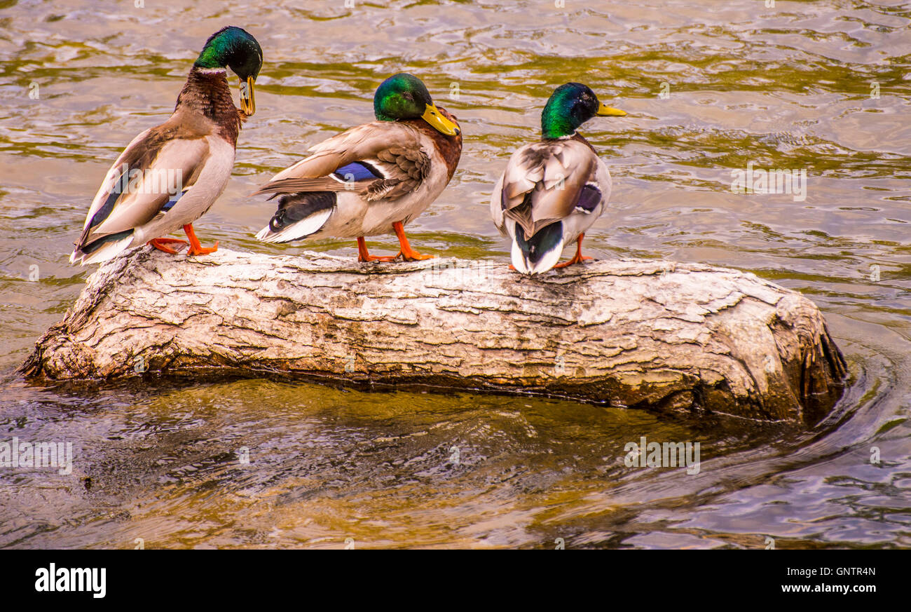 Male Mallard ducks perched on a sunken log.Boise River, Boise, Id, USA Stock Photo