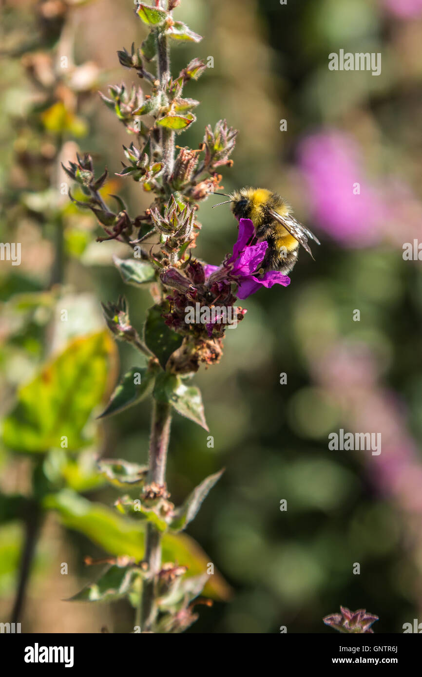 Plants,Insects and Flowers Stock Photo - Alamy