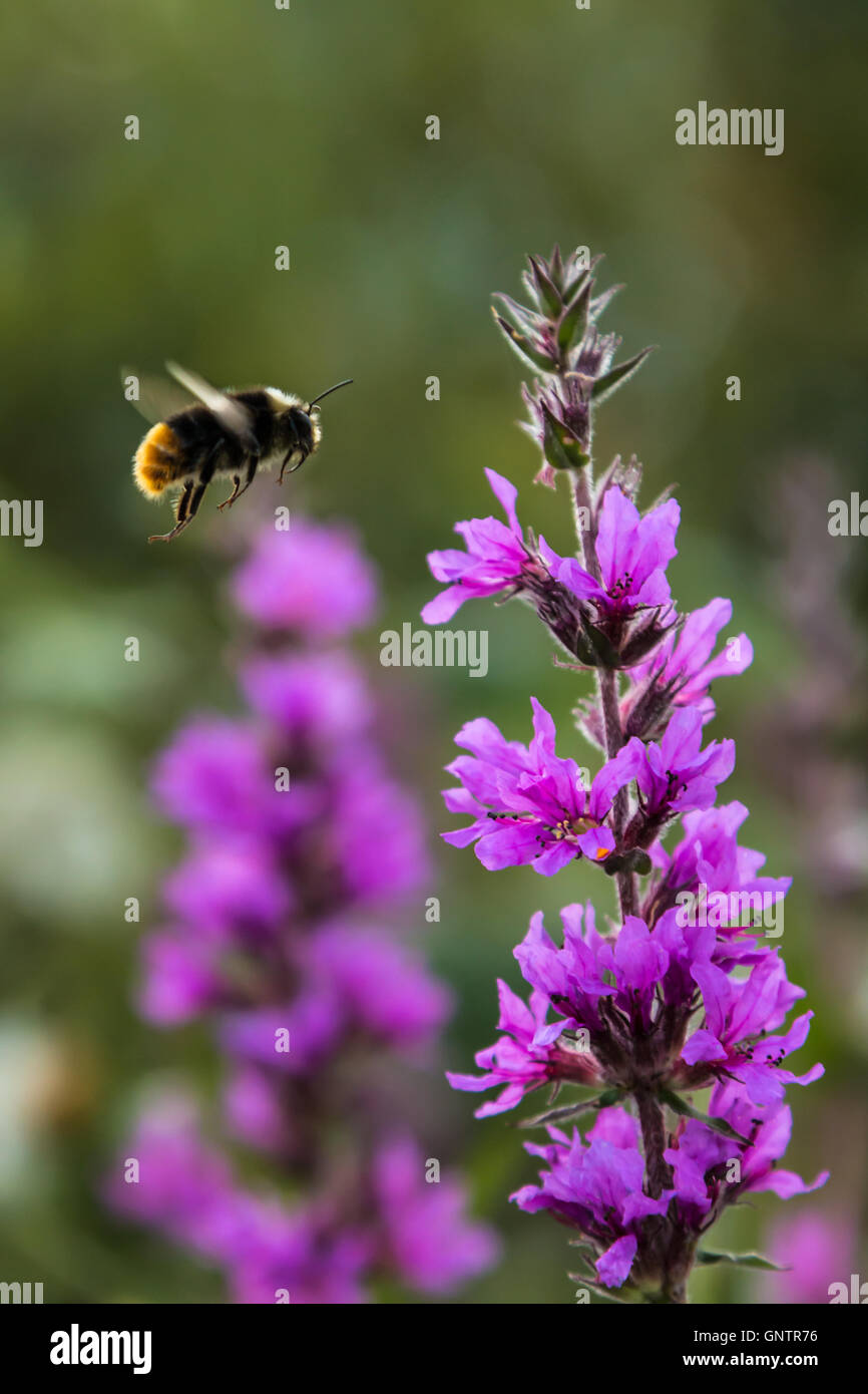 Plants,Insects and Flowers Stock Photo Alamy