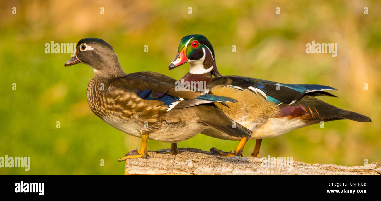 Colorful pair of wood ducks perched on a log in natural habitat. Idaho, USA Stock Photo