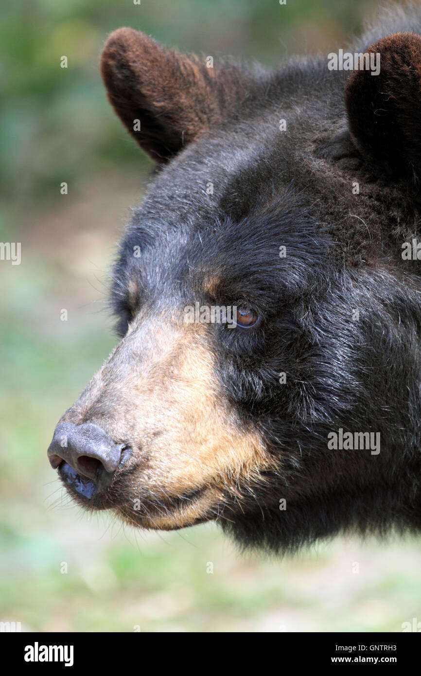American Black Bear, Ursus americanus, at the Popcorn Park Zoo Animal Rescue Sanctuary, Forked River, New Jersey, USA Stock Photo
