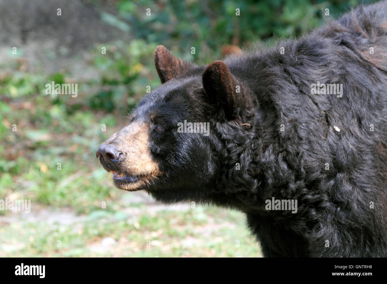 American Black Bear, Ursus americanus, at the Popcorn Park Zoo Animal Rescue Sanctuary, Forked River, New Jersey, USA Stock Photo