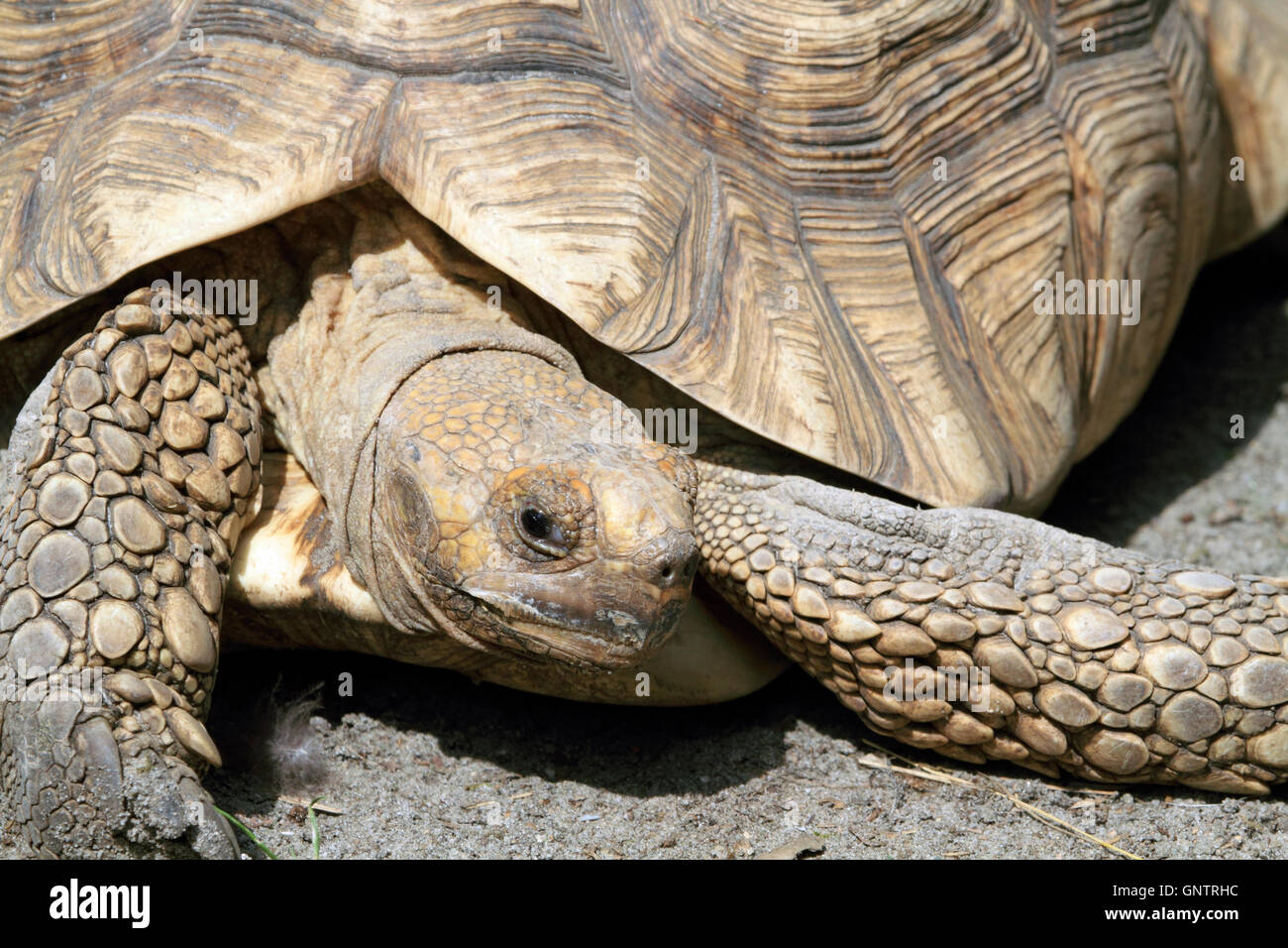 Aladabra Tortoise, Aldabrachelys gigantea, at the Popcorn Park Zoo