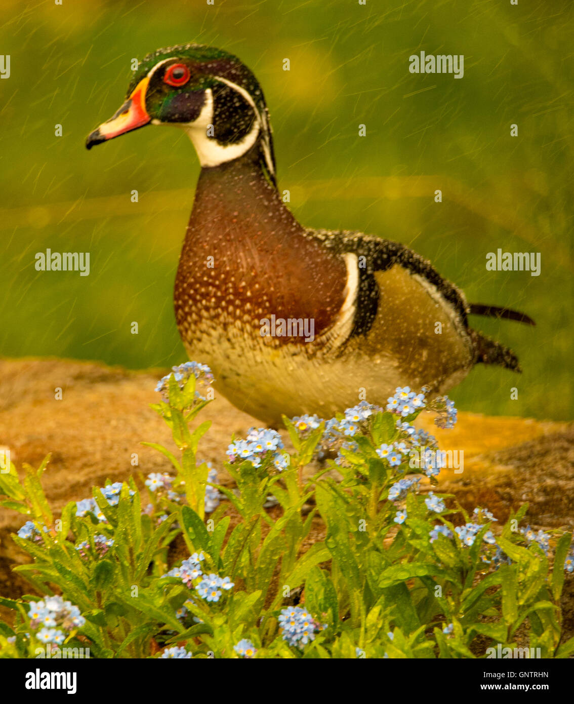 Male wood duck hires stock photography and images Alamy