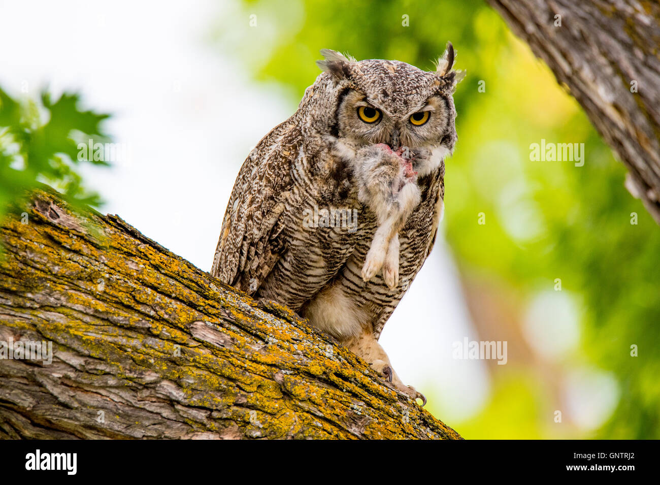 Great Horned Owl Hunting