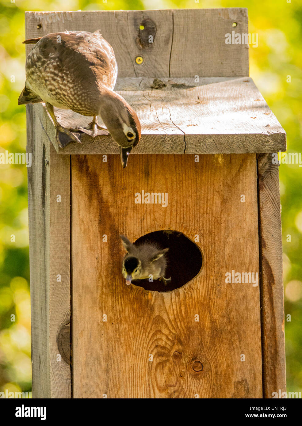 Female Wood Duck watching her new born duckling flying out of the nest. Idaho, USA Stock Photo