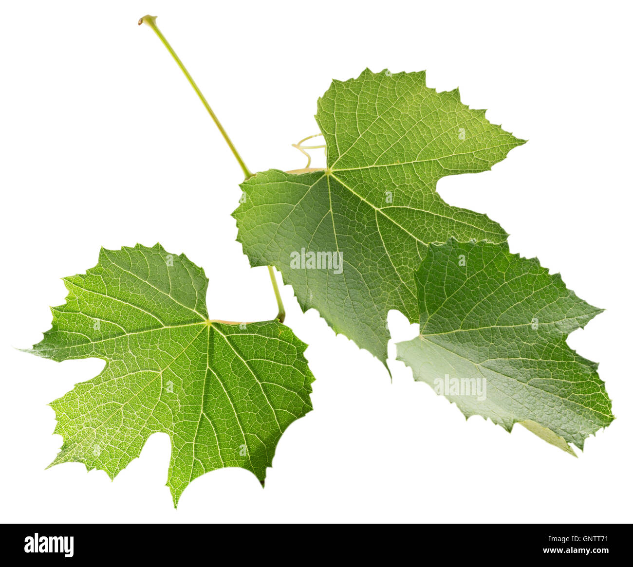 grape leaves isolated on the white background Stock Photo - Alamy