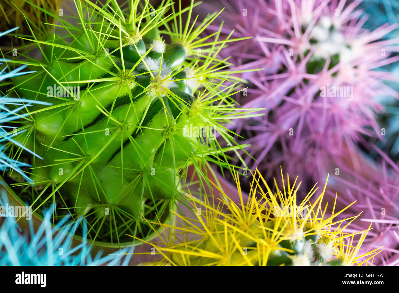 close up of colorful cactuses. Stock Photo
