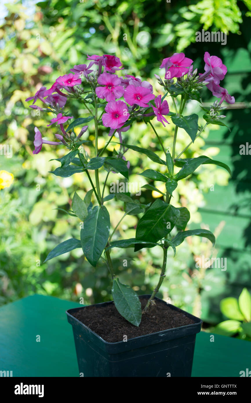 Phlox puple flower in a pot in the garden. Stock Photo