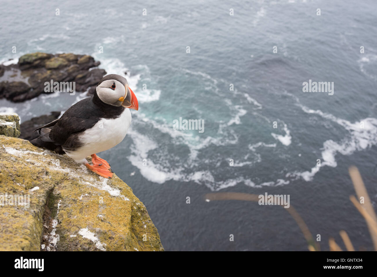 Puffins on the Latrabjarg cliffs, a promontory and the westernmost ...