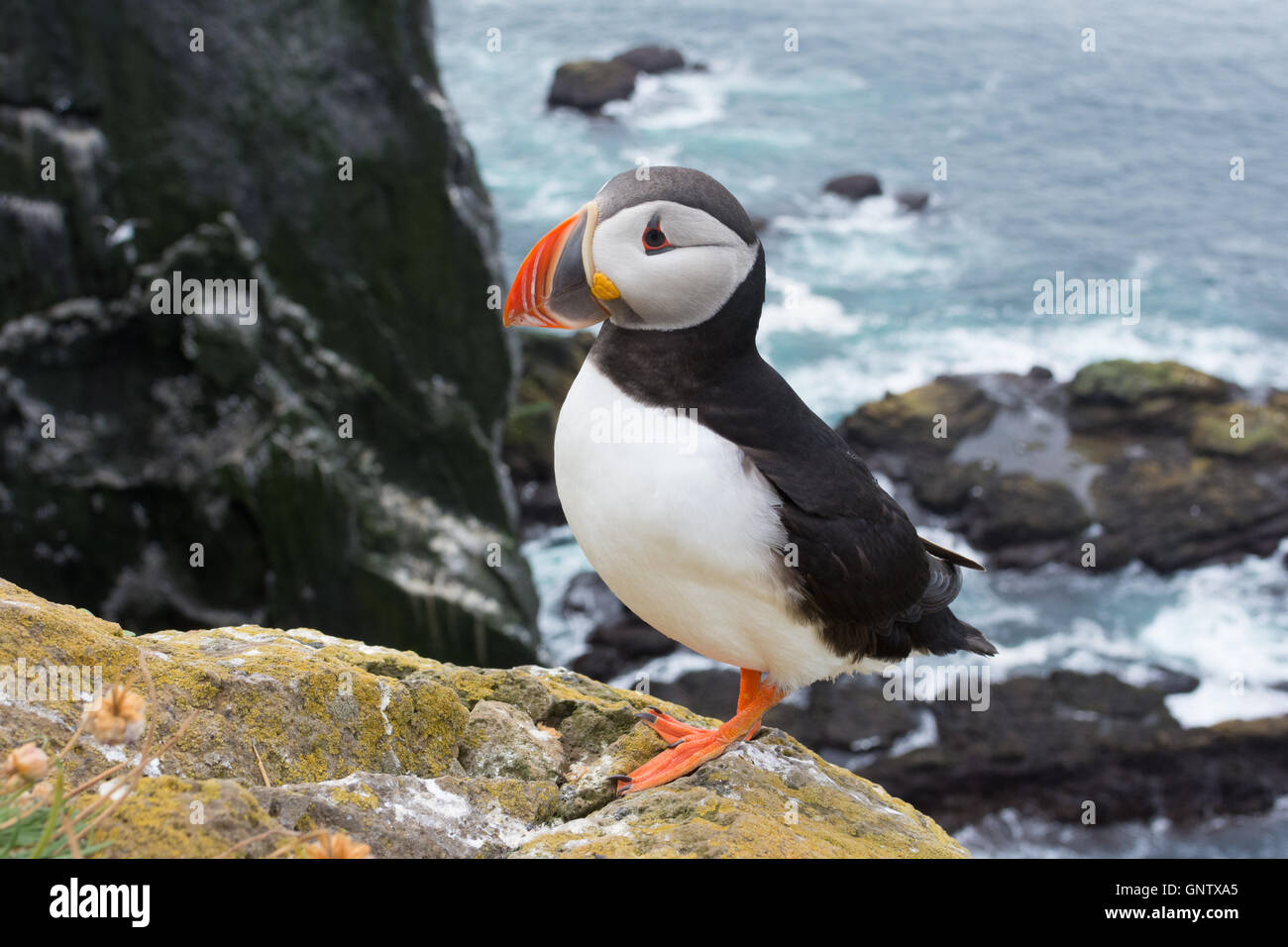 Puffins on the Latrabjarg cliffs, a promontory and the westernmost ...