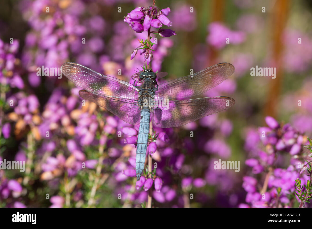 Keeled skimmer dragonfly (Orthetrum coerulescens) - male - resting on colourful bell heather in Surrey, England Stock Photo