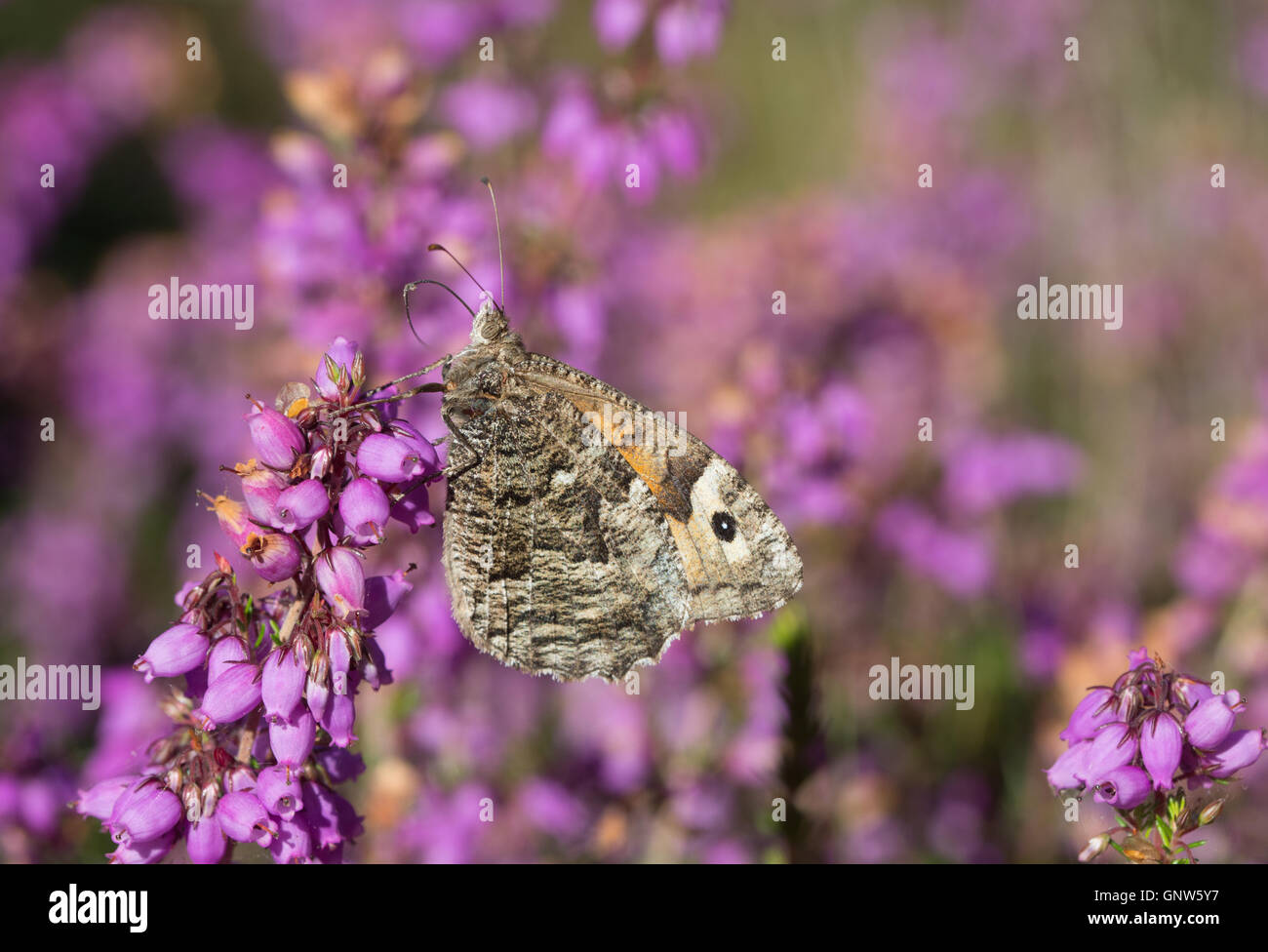 Grayling butterfly (Hipparchia semele) nectaring on bell heather in Surrey, England Stock Photo