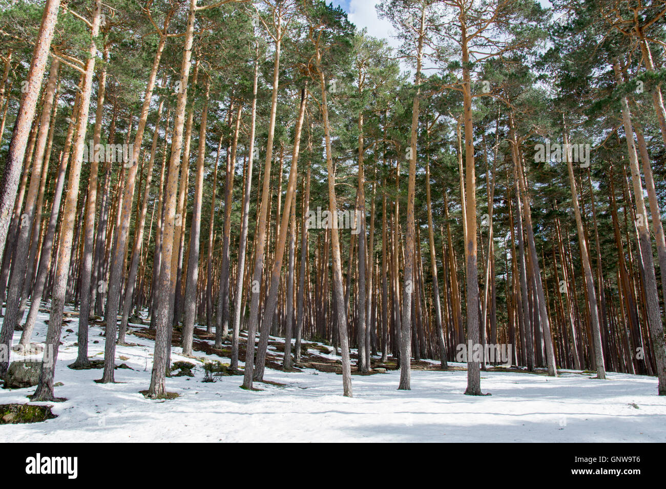 Spain castilla leon trees hi-res stock photography and images - Alamy