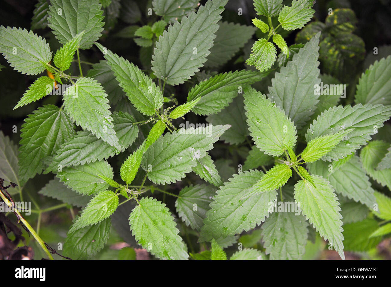 Rain fall and plants hi-res stock photography and images - Alamy