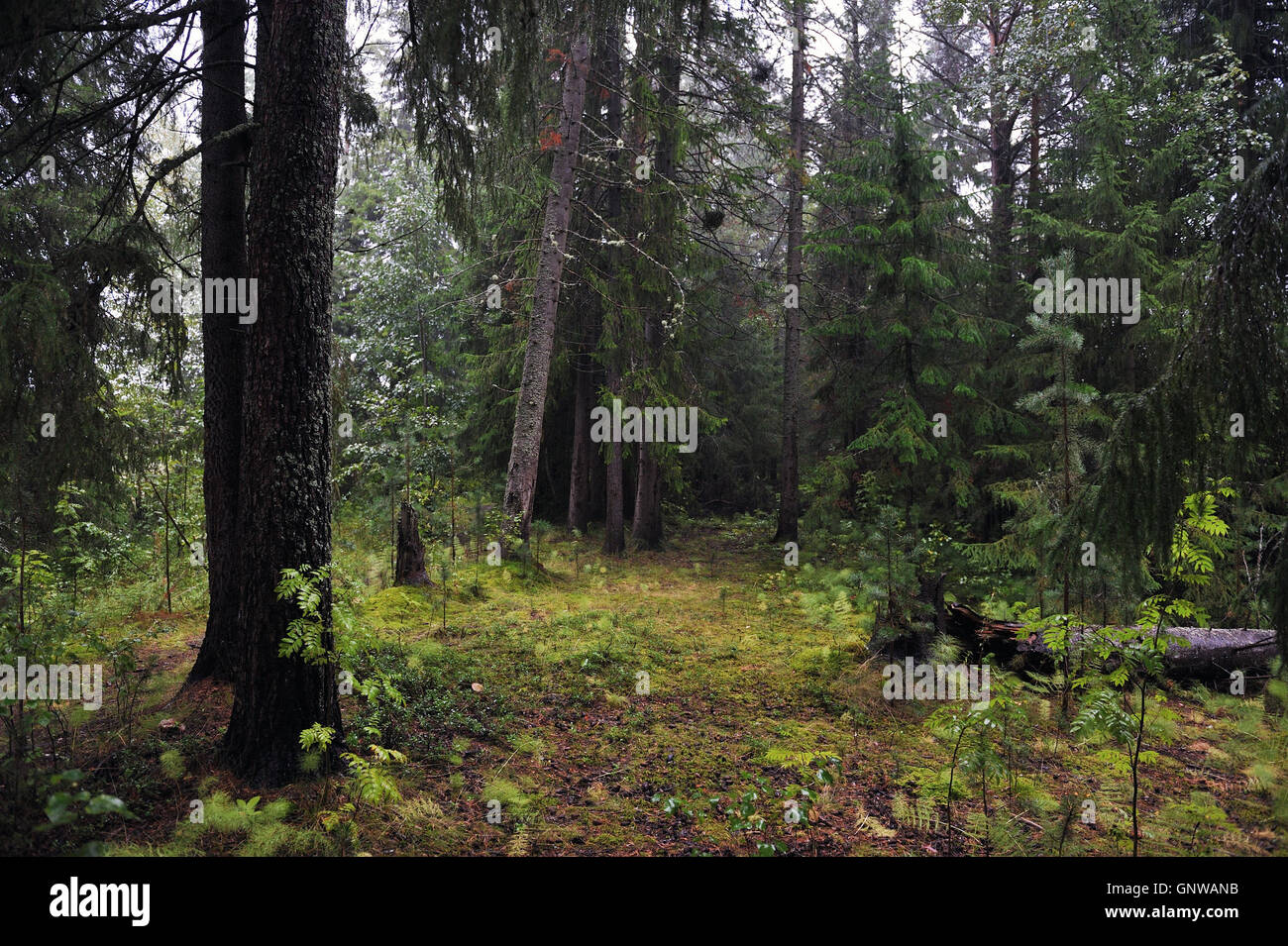 Taiga forest landscape in the rain rain in beginning of autumn Stock ...