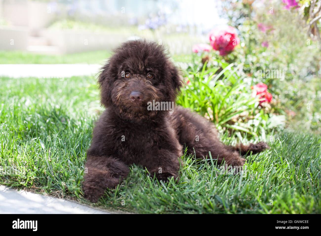 Cute curly chocolate brown labradoodle puppy dog lays down in the