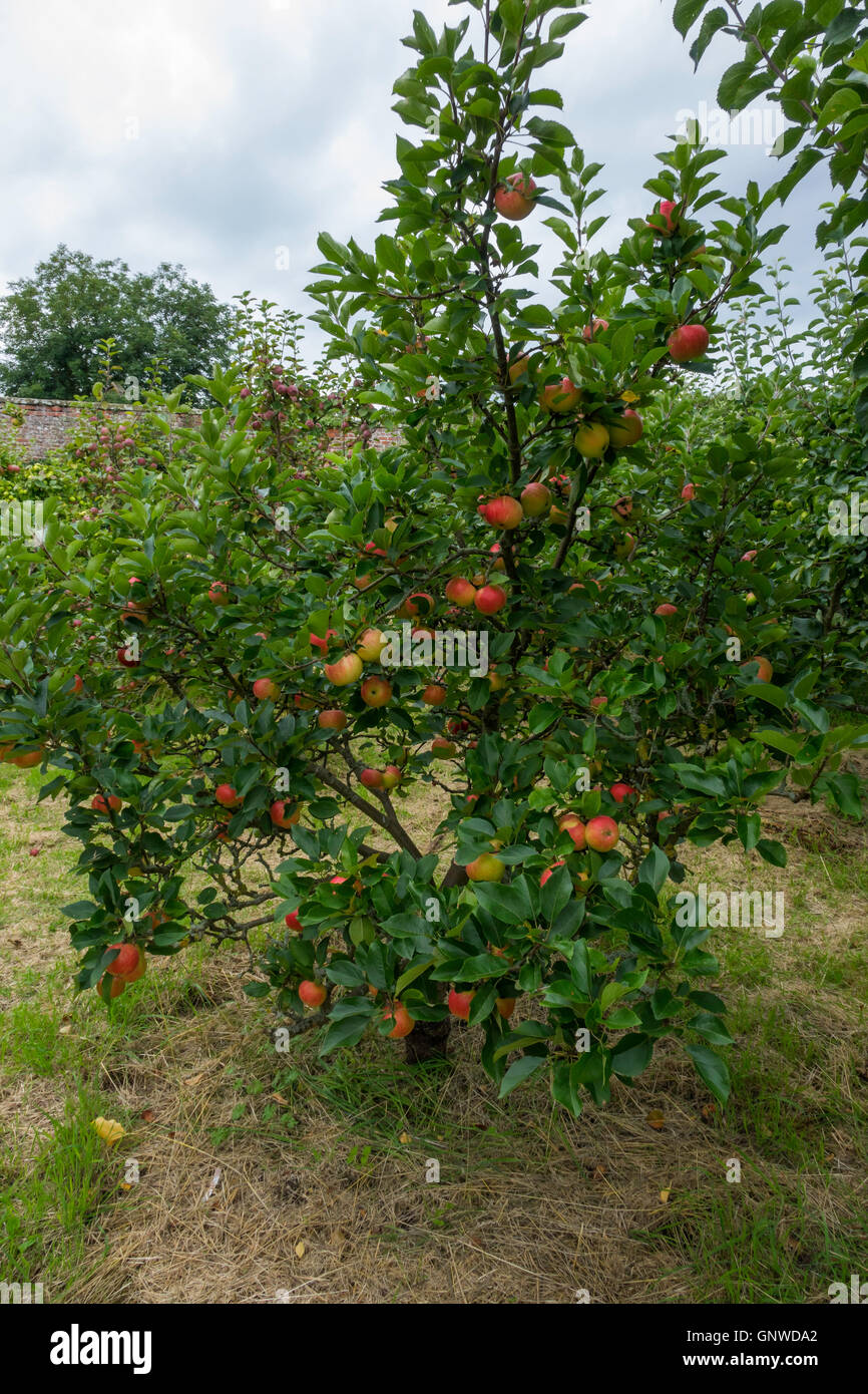 Apple tree with Discovery dessert apples ripe in late August Helmsley Walled Garden North Yorkshire Stock Photo