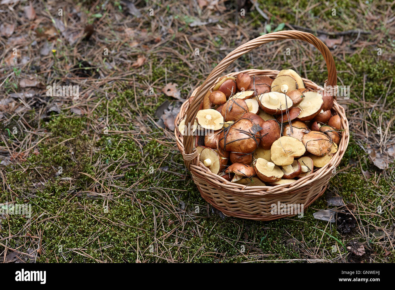 Basket with mushrooms Stock Photo