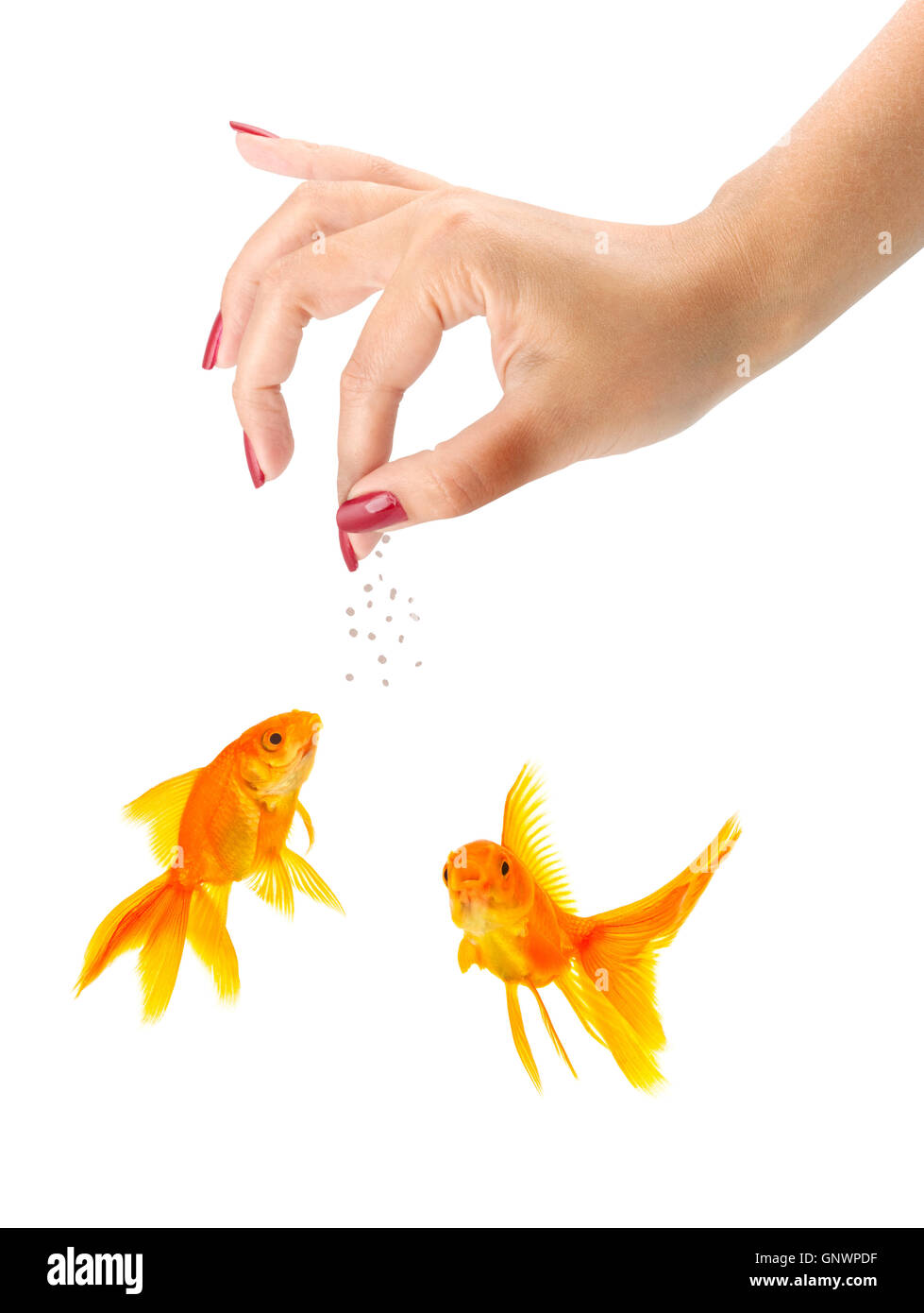 Женщины золотые рыбки. Рыбка ладошкой. Кормление рыбок картинка. Кормление золотых рыбок. Женщина кормит рыбку.